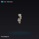Food Ginger 01